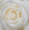 pesames por muerte,pesames por internet,mensajes de sentido p�same,versos de pesame por muerte,frases de pesame por fallecimiento,frases de pesame,frases de condolencias,condolencias,palabras de consuelo,luto,frases de luto,mensajes de consuelo,palabras de consuelo,duelo, Frases, frases de duelo,frases de consuelo,mensajes de pesame,sms pesame