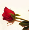 dia de San Valentin,dia de los enamorados,14 de febrero,el dia de los enamorados,frases dia de los enamorados,feliz dia de san valentin,actividades dia san valentin